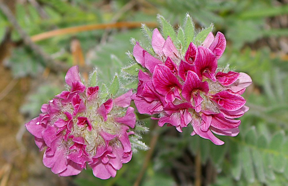 Anthyllis montana / Vulneraria montana
